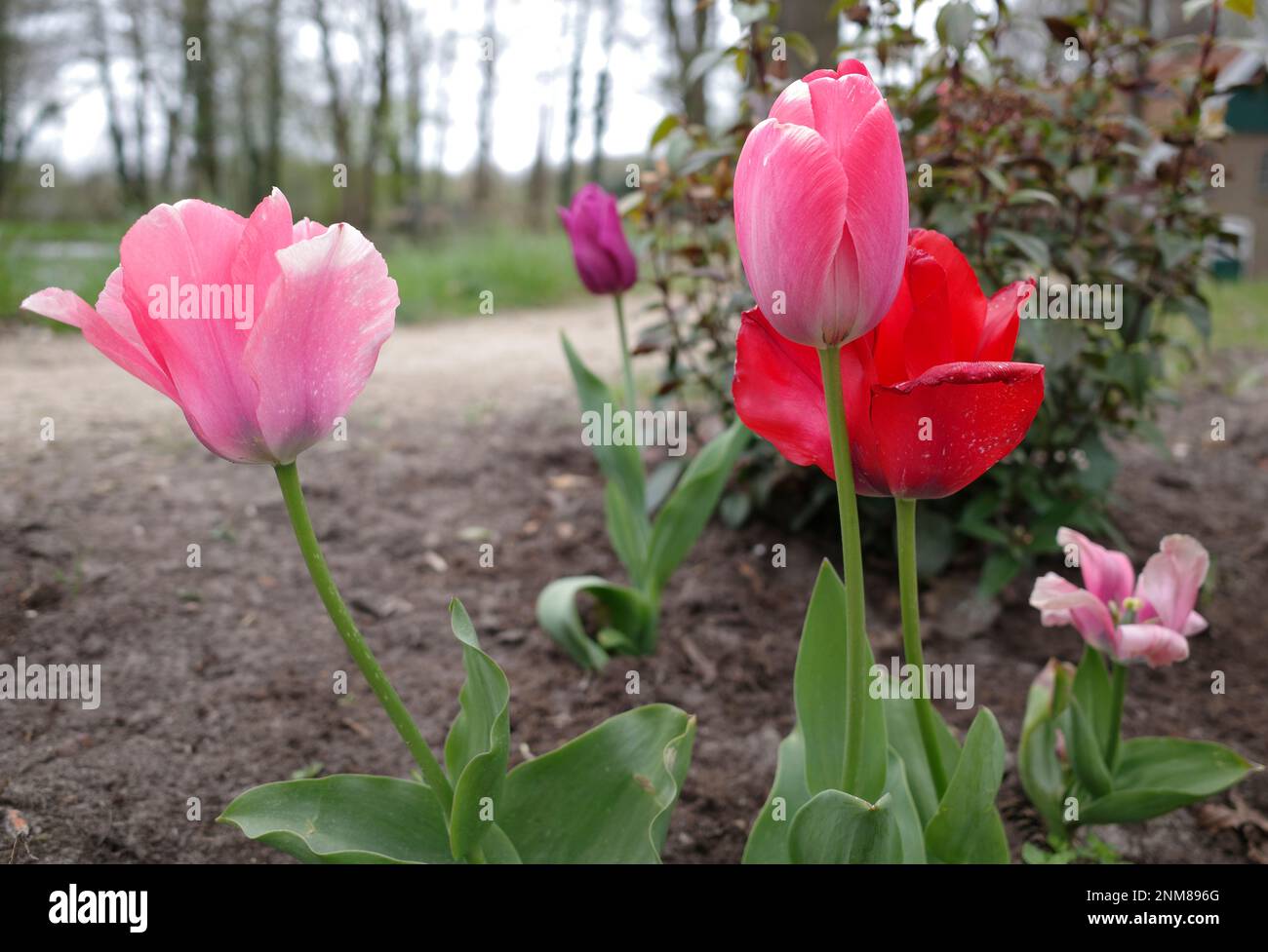 Tulipes plantées dans un jardin de chalet en Allemagne Banque D'Images