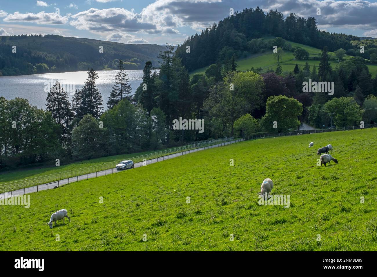 Le pâturage des moutons et le Lake Vyrnwy, au milieu de la chaîne de montagnes Berwyn, Powys, Wales Banque D'Images