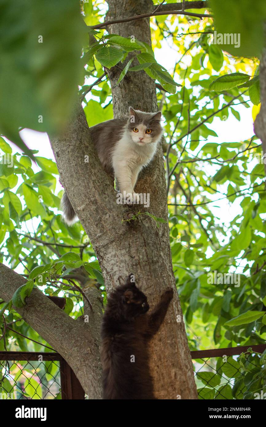 Deux chats grimpent un arbre dans le parc sur le fond du coucher du soleil. Deux chats adorables sur un tronc d'arbre dans le jardin. Banque D'Images