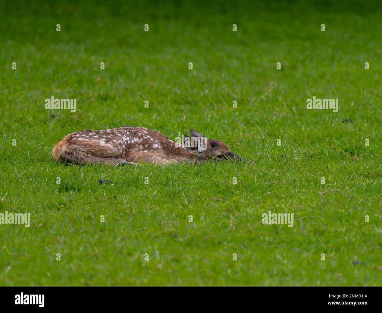 Jeune Red Deer allongé Banque D'Images