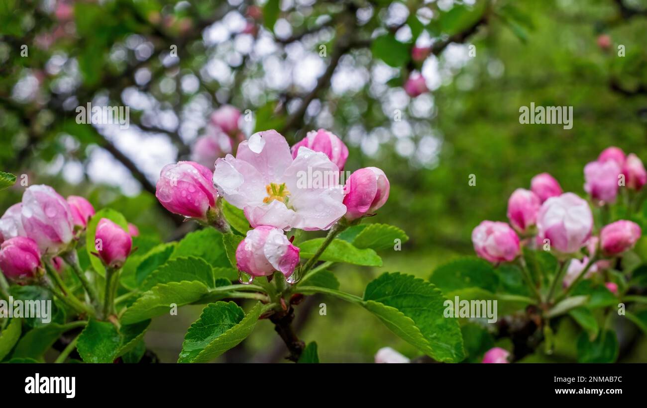 Fleurs de pomme délicates avec gouttes de pluie. Gros plan Banque D'Images