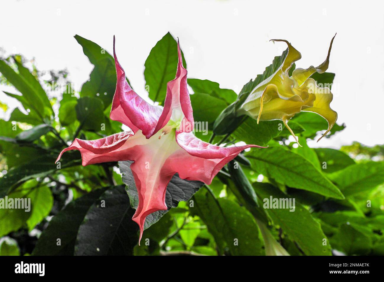 Une trompette Angels rouge tropical et jaune ou la fleur de Devils Trump fleurit sur un fond blanc avec de la place pour la copie. Banque D'Images