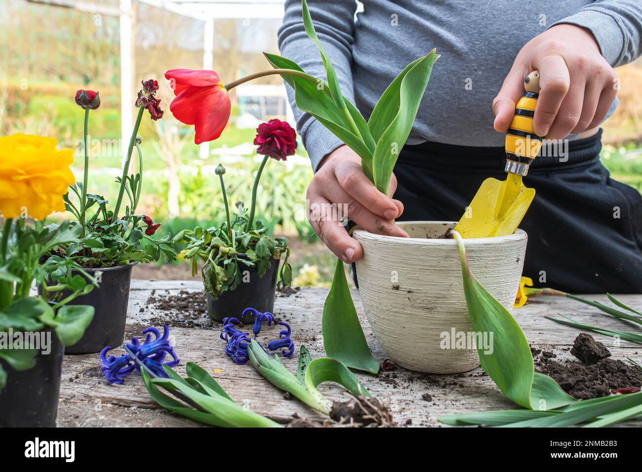 Un jeune agriculteur transplant une grande tulipe rouge d'une casserole en céramique blanche. Travaux de printemps dans le jardin. Banque D'Images