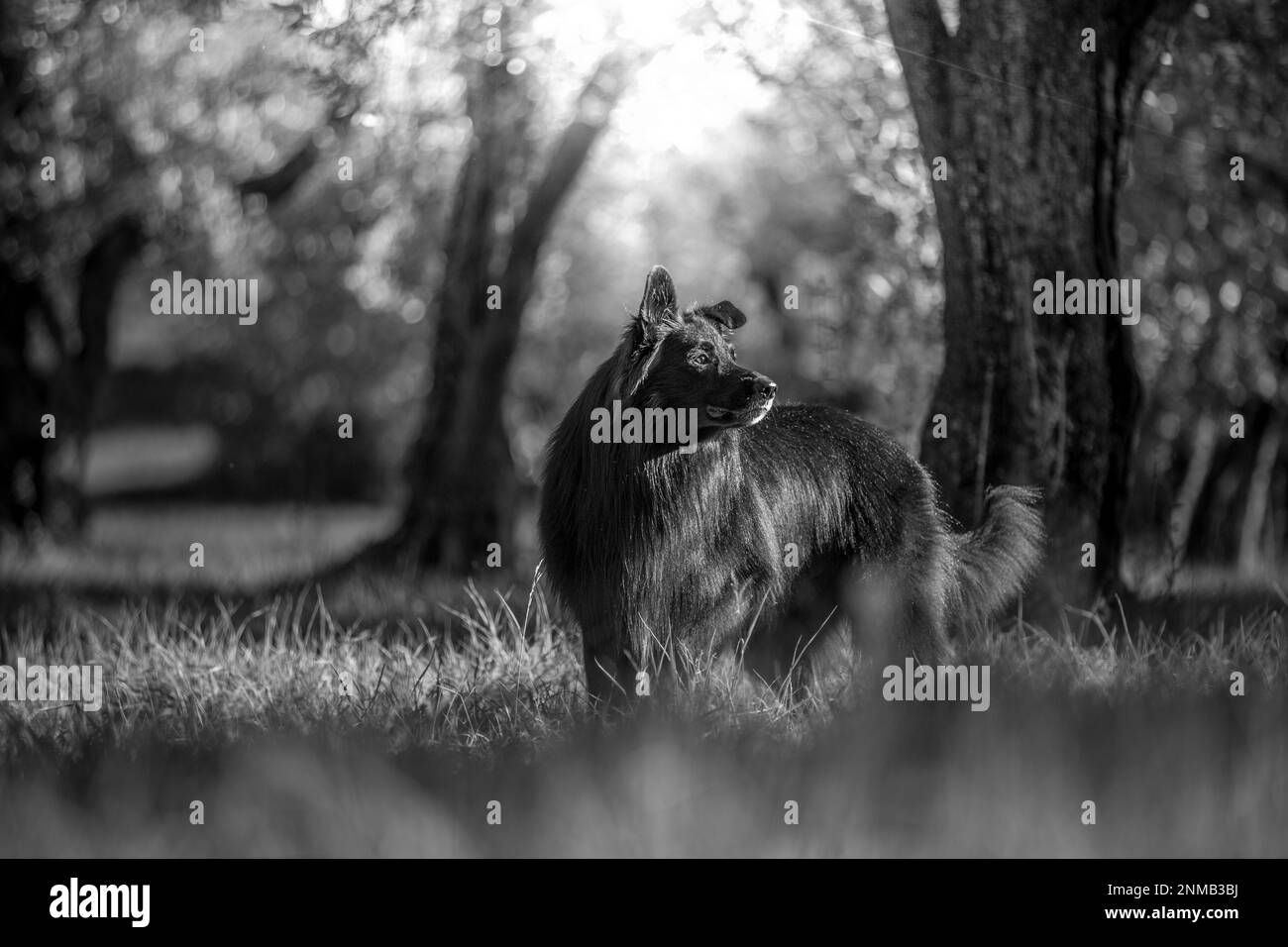 Beaux chiens Banque D'Images