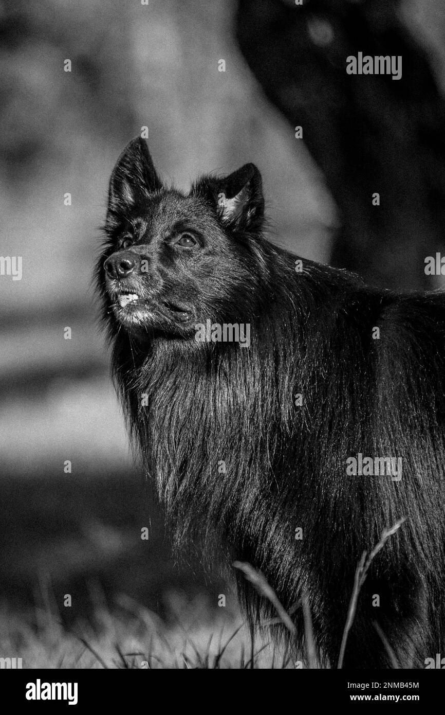 Beaux chiens Banque D'Images