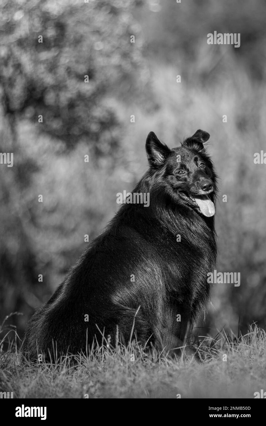 Beaux chiens Banque D'Images