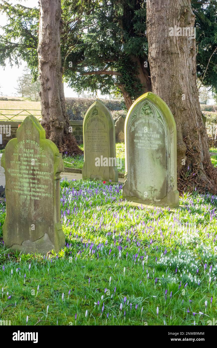 Les fleurs de Crocus poussent dans la cour de l'église parmi les pierres tombales de l'église paroissiale Saint-Jean-Baptiste de Smallwood Cheshire Angleterre Banque D'Images