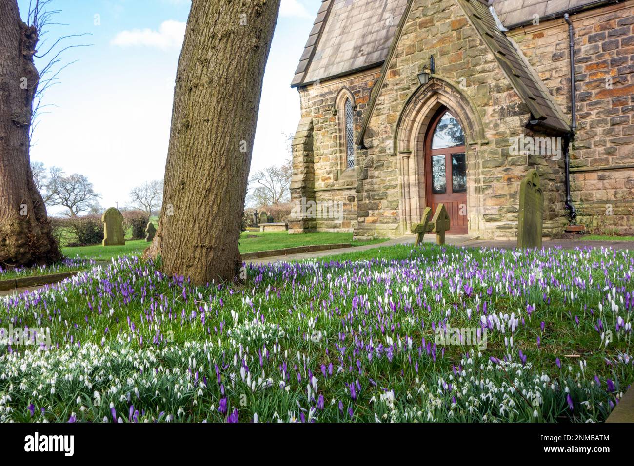 Les fleurs de Crocus poussent dans la cour de l'église parmi les pierres tombales de l'église paroissiale Saint-Jean-Baptiste de Smallwood Cheshire Angleterre Banque D'Images
