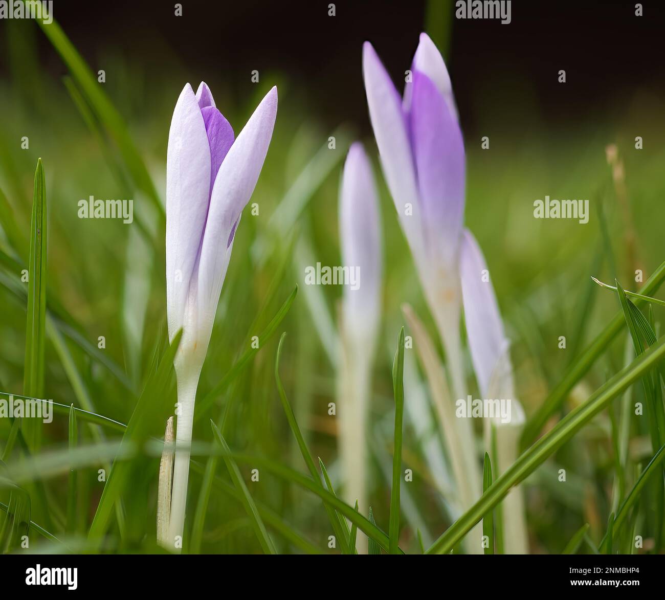 Groupe de crocuses à fleurs violettes sur un pré en herbe verte. Banque D'Images