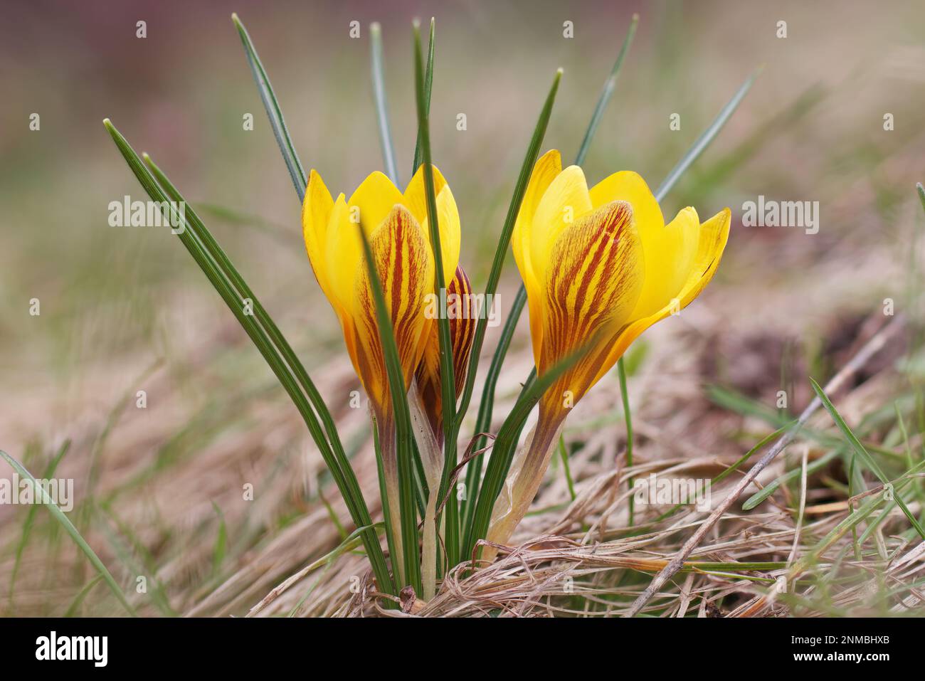 Crocus à fleurs jaunes avec recuit rouge dans le pré au début du printemps. Banque D'Images