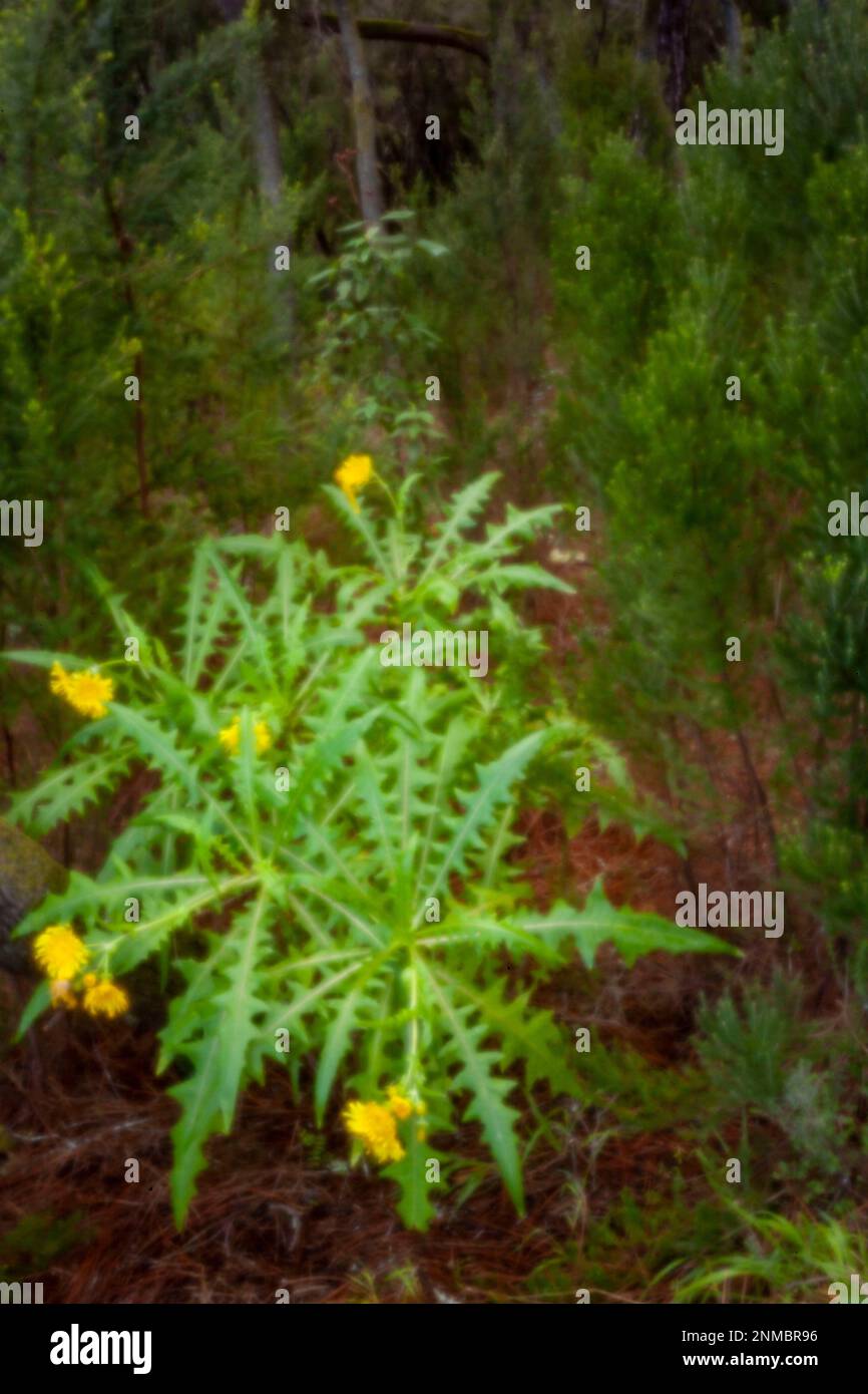 Nouveau, Age-Defeing, l'ère numérique, sans lensless, stand-out, Image à haute résolution et à trou d'épingle de Sonchus canariensis, arbre de sonchus, Puerto de la Cruz, Tenerife Banque D'Images