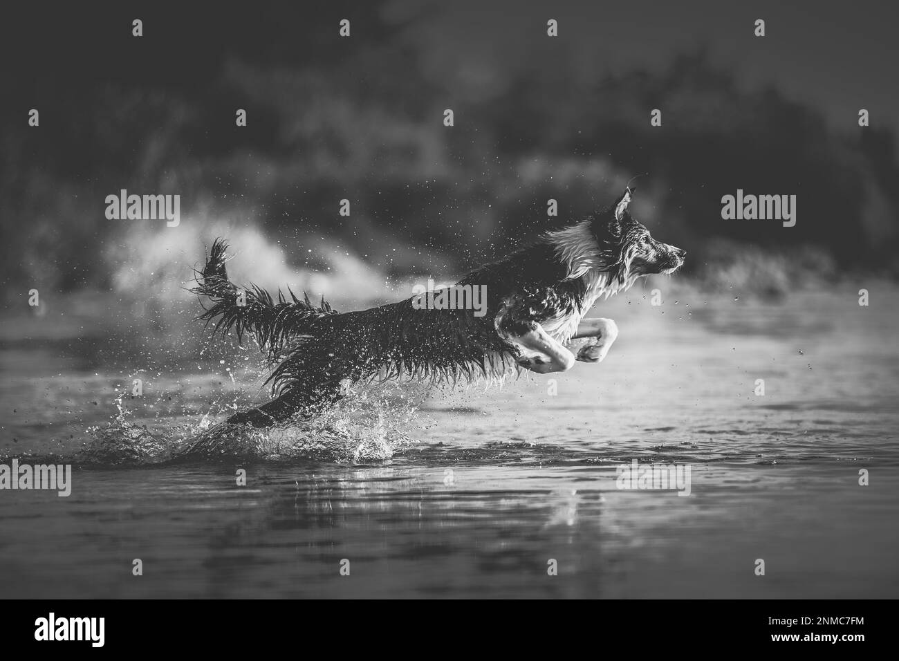 Beaux chiens Banque D'Images