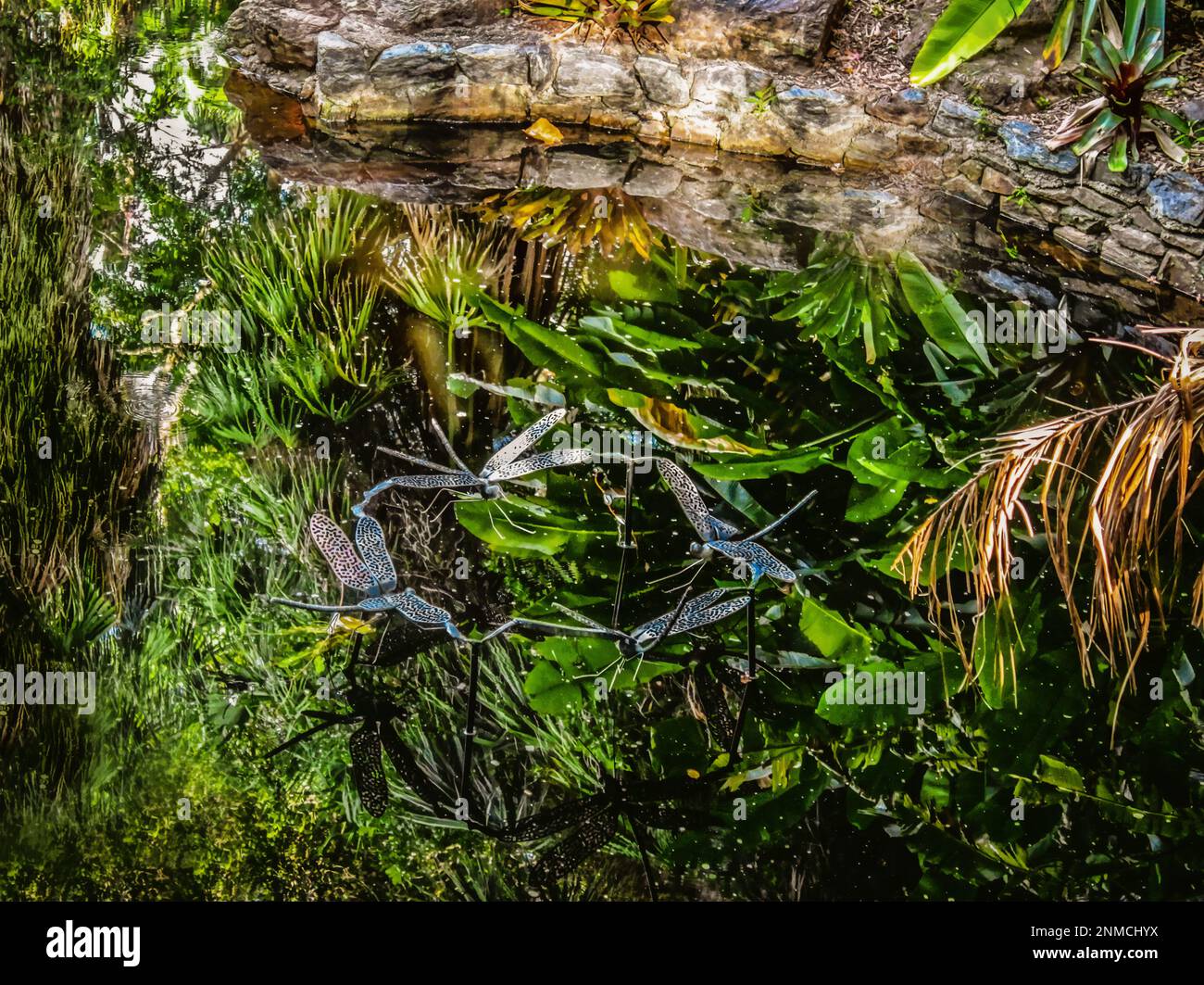 Piscine secrète dans les bois où les libellules dansent - plantes aquatiques et réflexions dans l'eau Banque D'Images