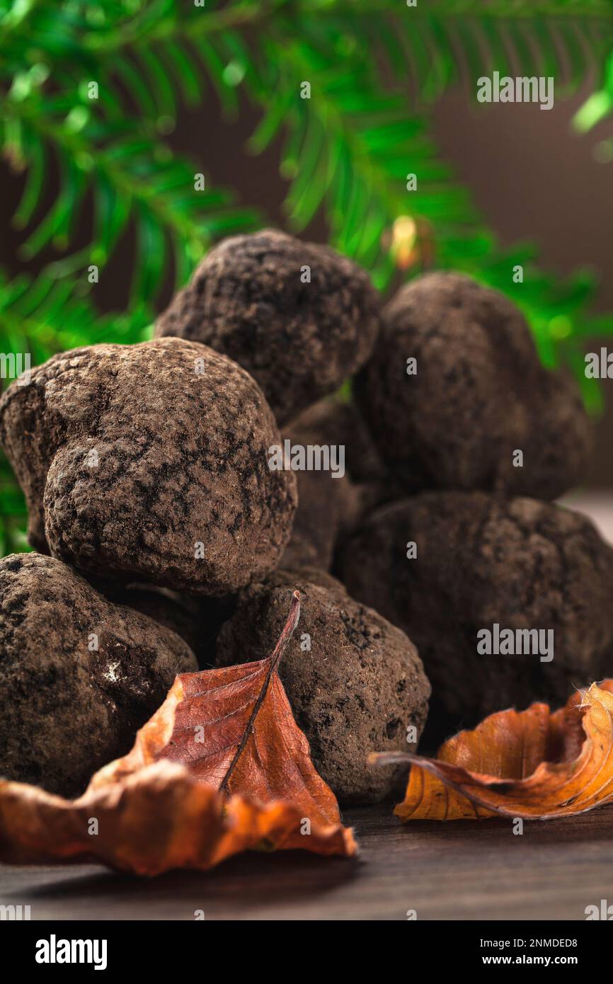 Délicat et rare champignons de truffe noir cuisine italienne typique Banque D'Images
