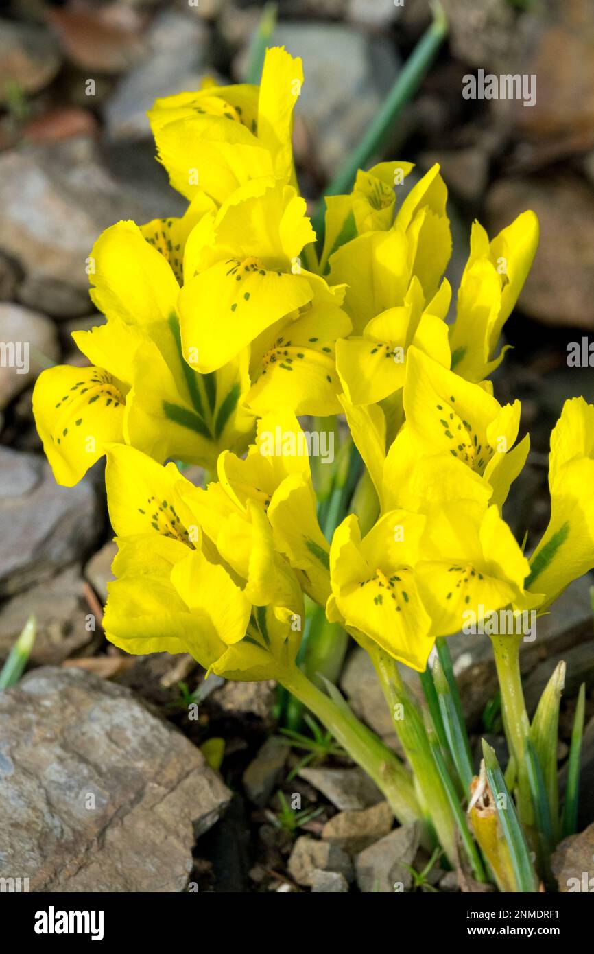 Iris danfordiae, fleur, jaune, Danford Iris, Buttercup Iris, Gros plan, iris nain, iris nain, iris nain Banque D'Images
