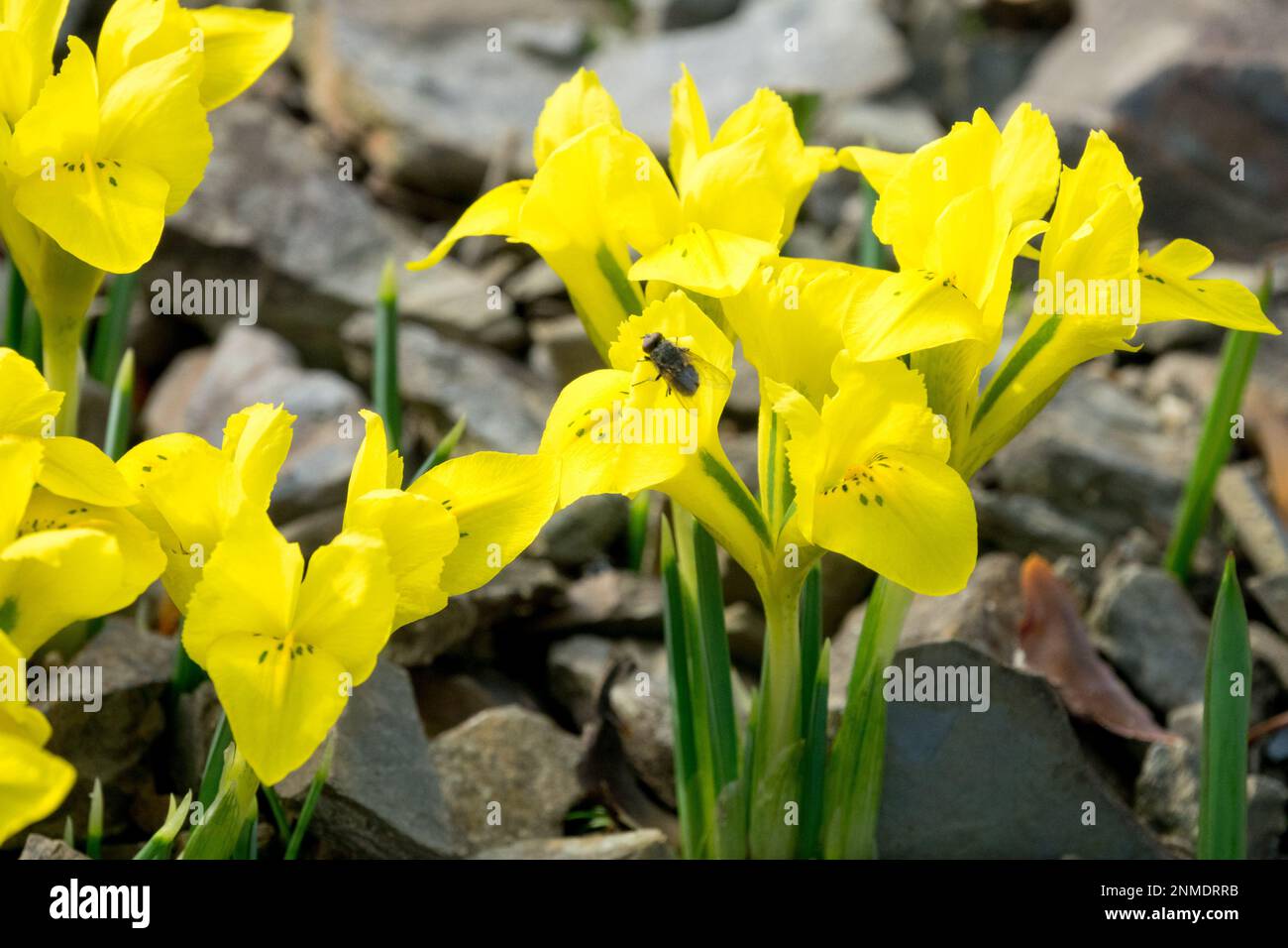 Danford Iris, fleurs, Iris danfordiae, Iris jaune, rocaille, jardin en hiver Banque D'Images