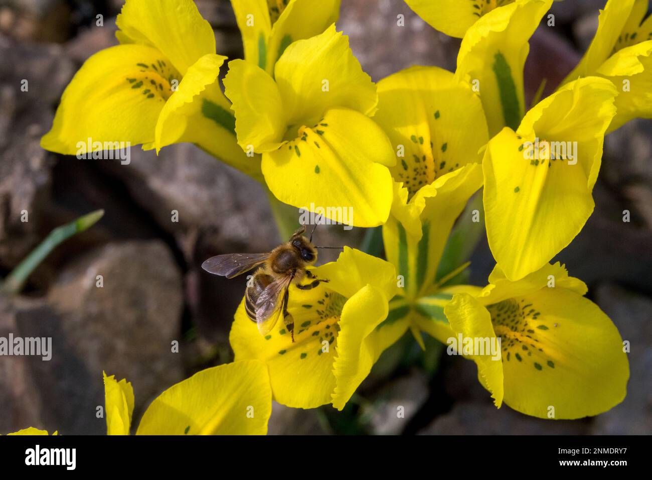 API mellifera, gros plan, abeille, In Iris, Flower, Rockery, jardin, hiver, abeille, Danford Iris, Iris danfordiae, jaune, Ihees, ailes de l'abeille Iris Banque D'Images