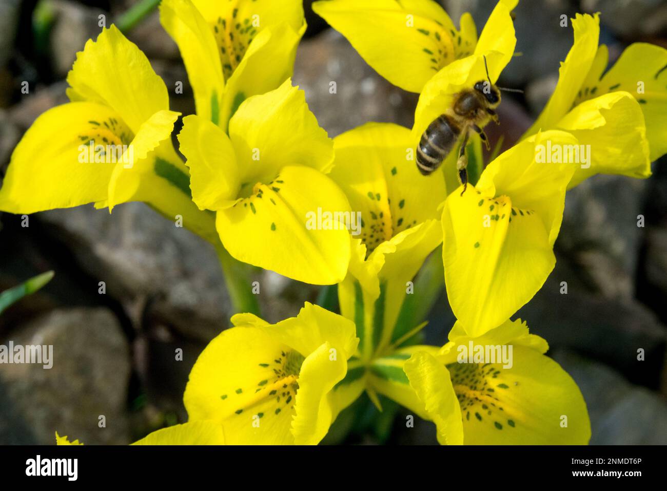 Iris abeille, Iris réticulé, abeille sur fleur, Iris nain, jaune, iris, Danford Iris danfordiae jardin fleurs printanières Banque D'Images