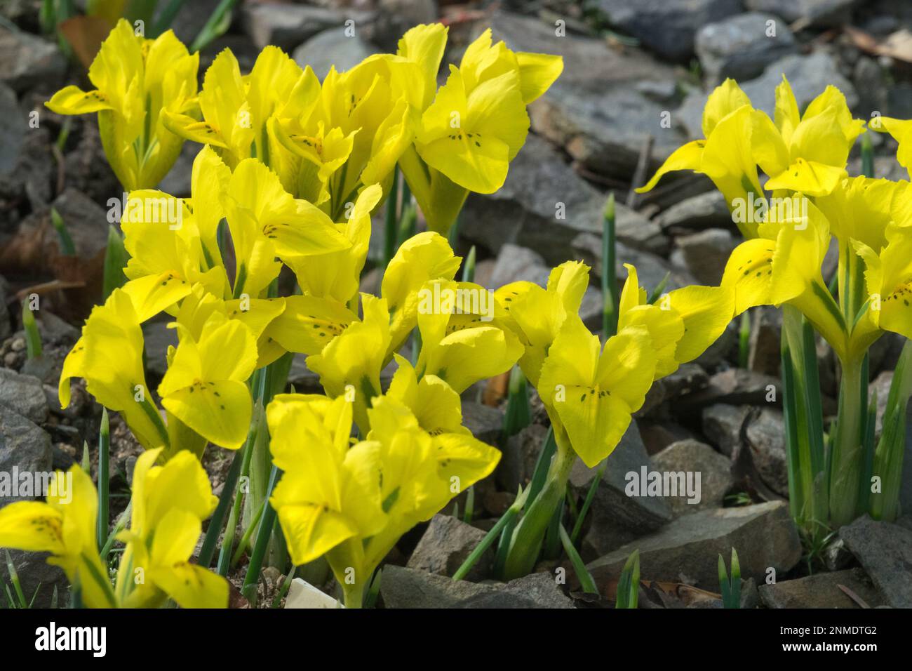 Iris reticulata 'Danfordiae' Danford Iris Dwarf Banque D'Images