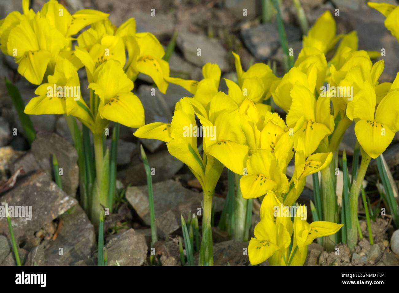 Jaune, Ihees, Dwarf, Iris danfordiae, hiver, Rock Garden, Danford Iris, Alpine Banque D'Images