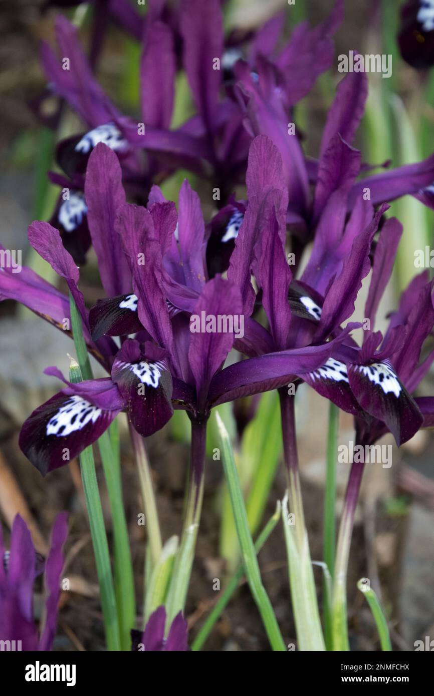 Les fleurs ont des montants pourpres et des chutes pourpres profondes Iris 'Pauline', Iris reticulata Pauline. Début du printemps Banque D'Images