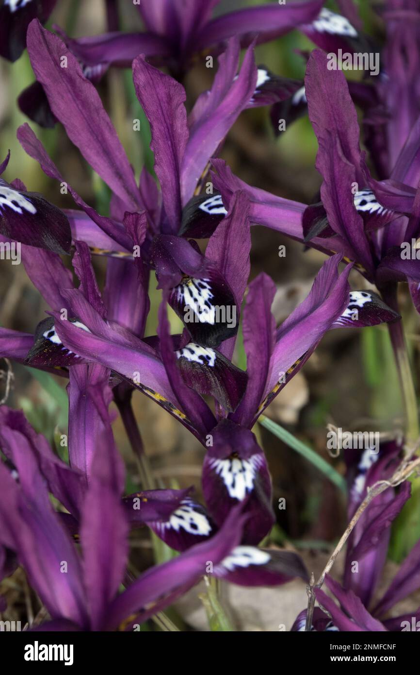 Février, fleurs, jardin, Herbacé, plante, Iris nain, iris réticulé, Rockery, saison, hiver Banque D'Images