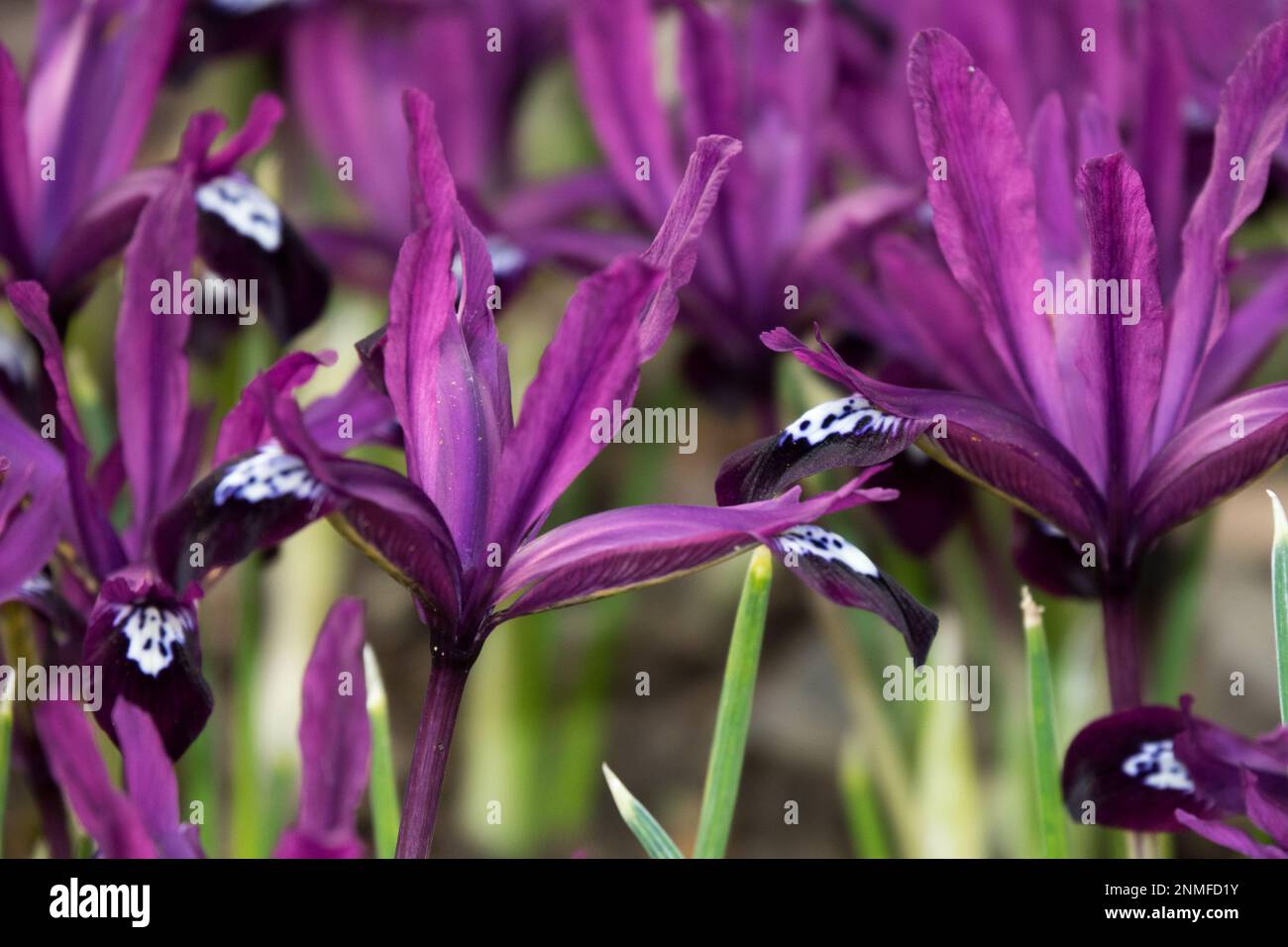 Iris 'Pauline', Iris nain, Iris reticulata 'Pauline', Violet, mauve, Iris, gros plan, beau, fleurs Banque D'Images