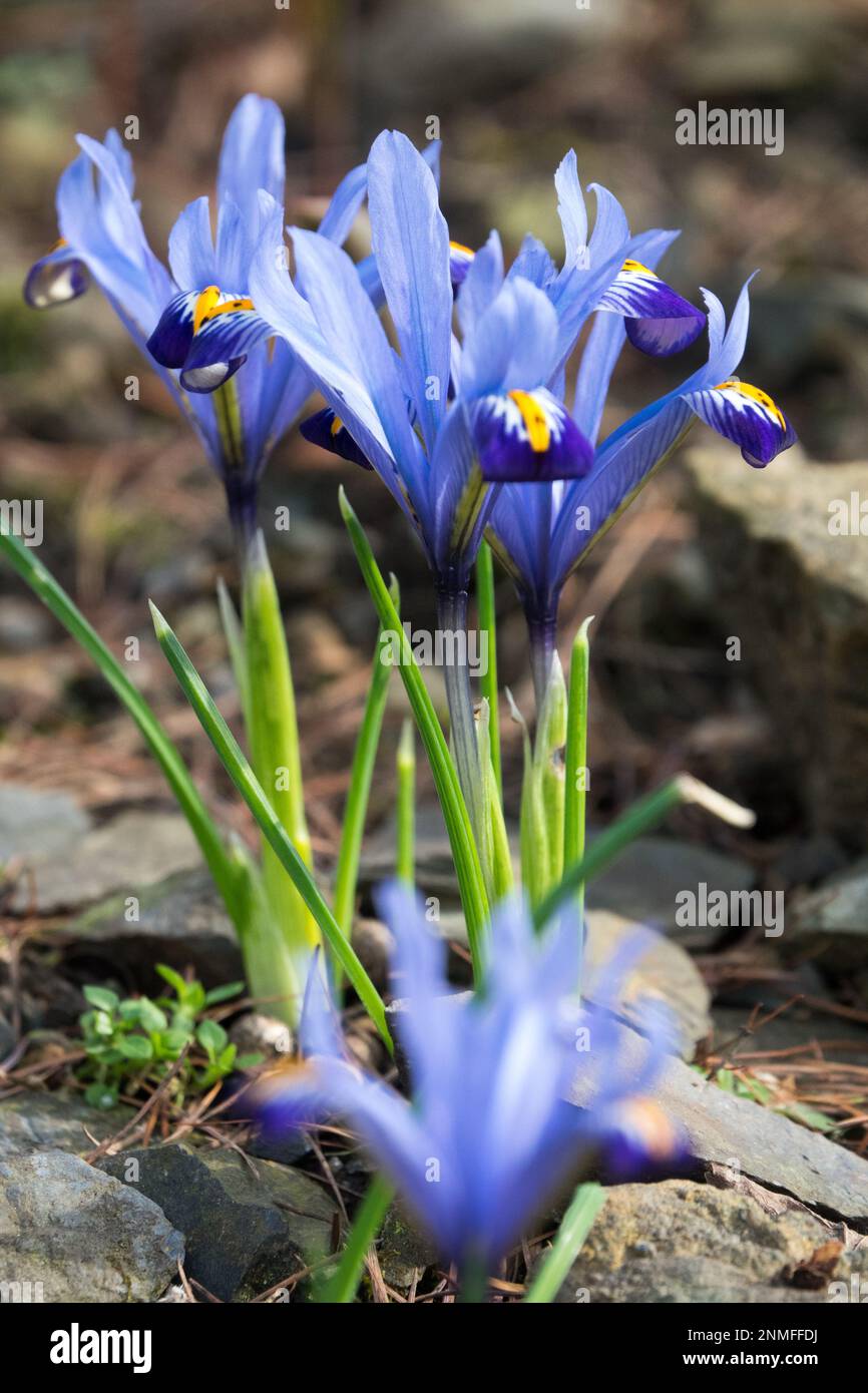 Iris reticulata 'Gordon', Iris réticulé, iris nain, février, Fleur, Jardin Banque D'Images