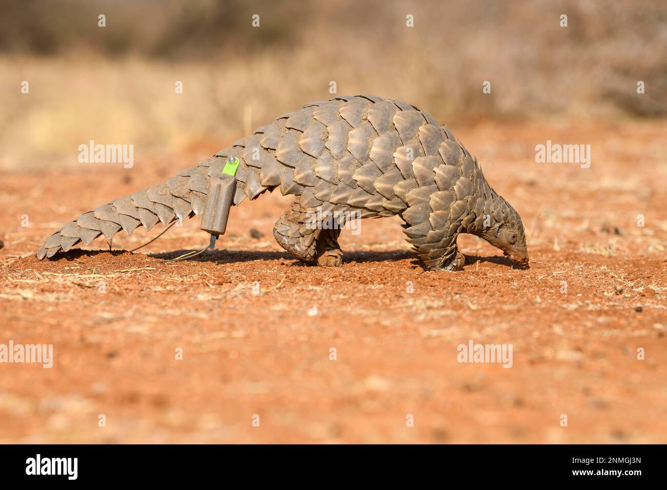 Pangolin terrestre (Smutsia temminckii), réserve naturelle d'Okonjima, près d'Otjiwarongo, région d'Otjozondjupa, Namibie Banque D'Images