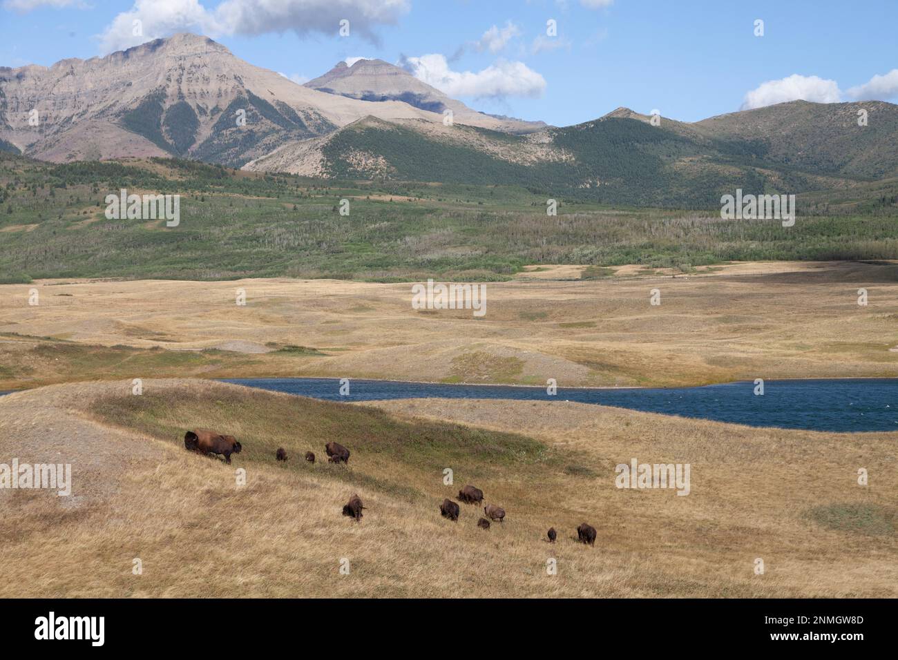 Bisons dans le parc national des Lacs-Waterton, en Alberta, au Canada Banque D'Images