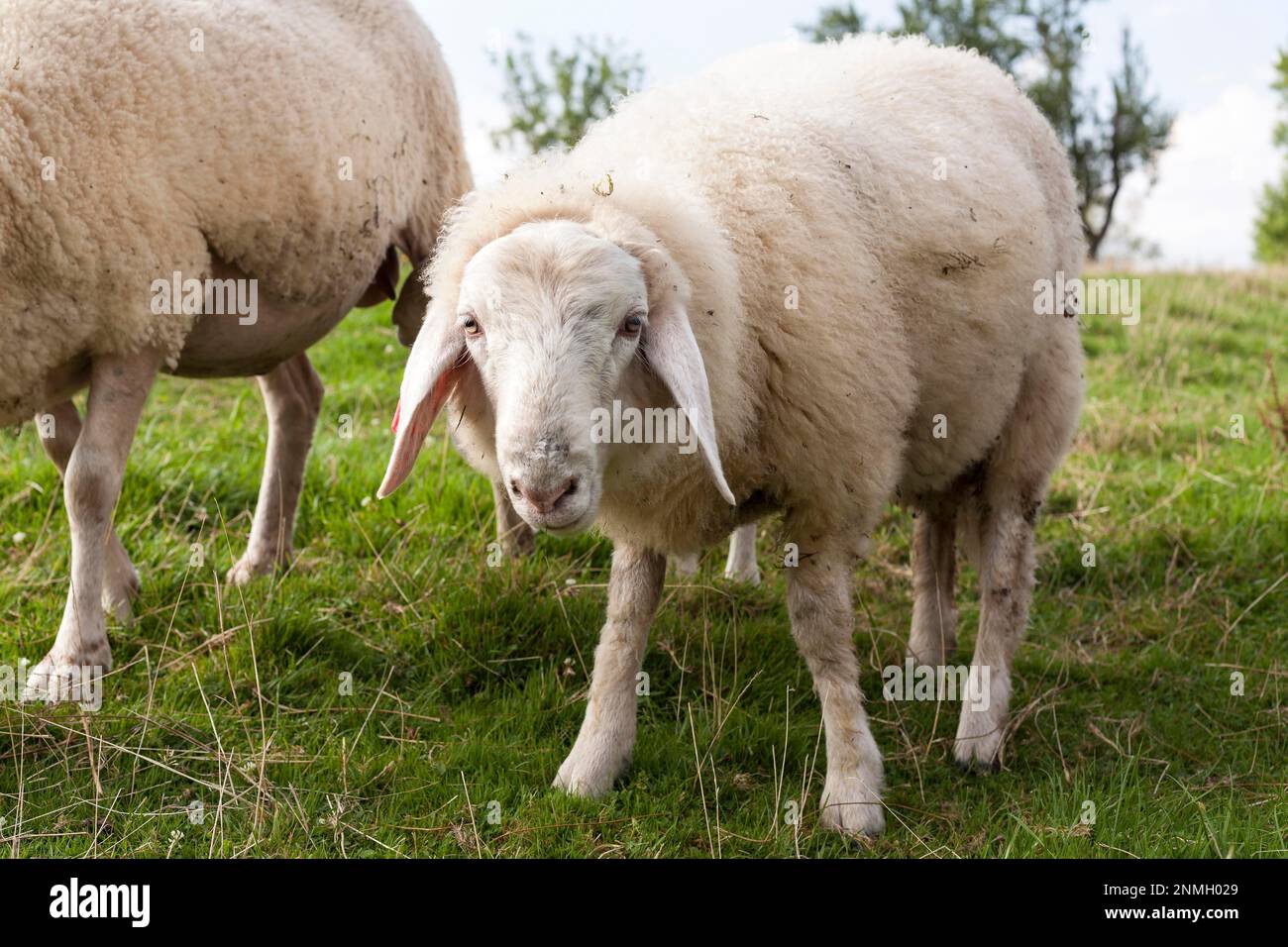 Mouton sauvage (Ovis), Krautinsel, Chiemsee, Allemagne Banque D'Images