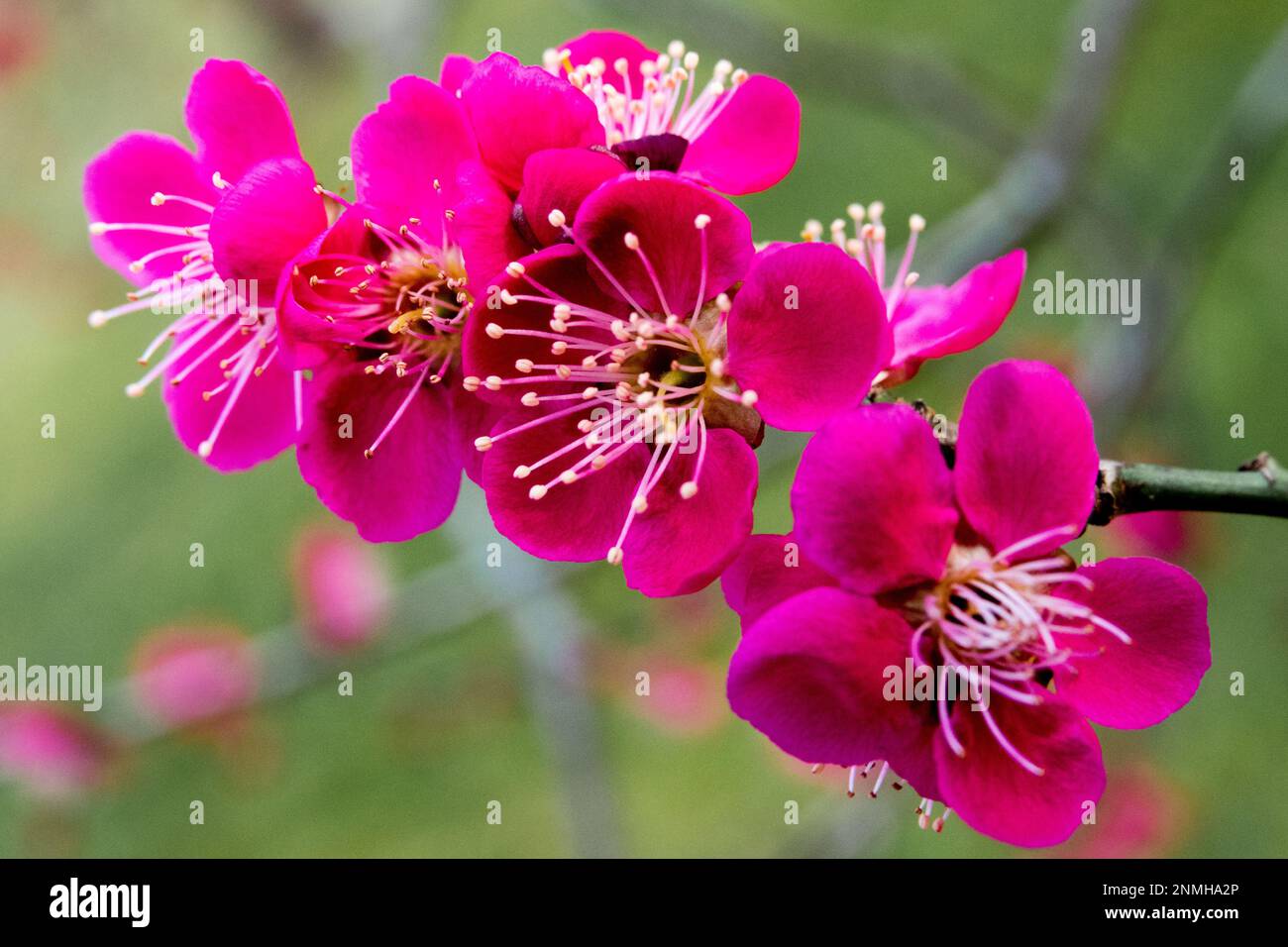 Février, fleurs, fleurs de Prunus, abricot japonais, Prunus mume 'Beni Chidori', gros plan sur la branche Banque D'Images