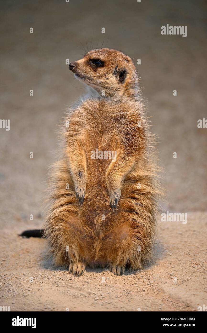 Meerkats (Suricata suricata), captive, garde un guetteur, Allemagne Banque D'Images