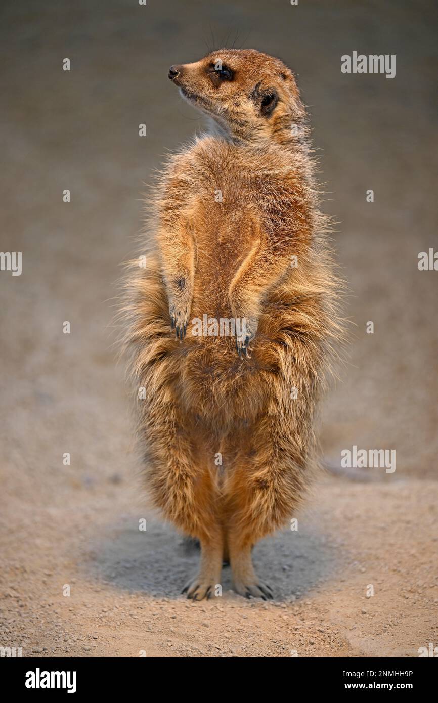 Meerkats (Suricata suricata), captive, garde un guetteur, Allemagne Banque D'Images