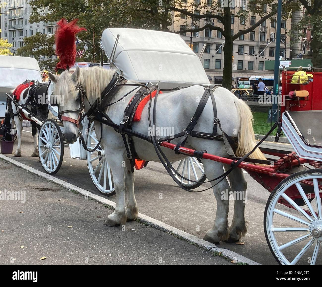 Photo by STRF/STAR MAX/IPx 2021 9/26/21 Horse draw carriages under