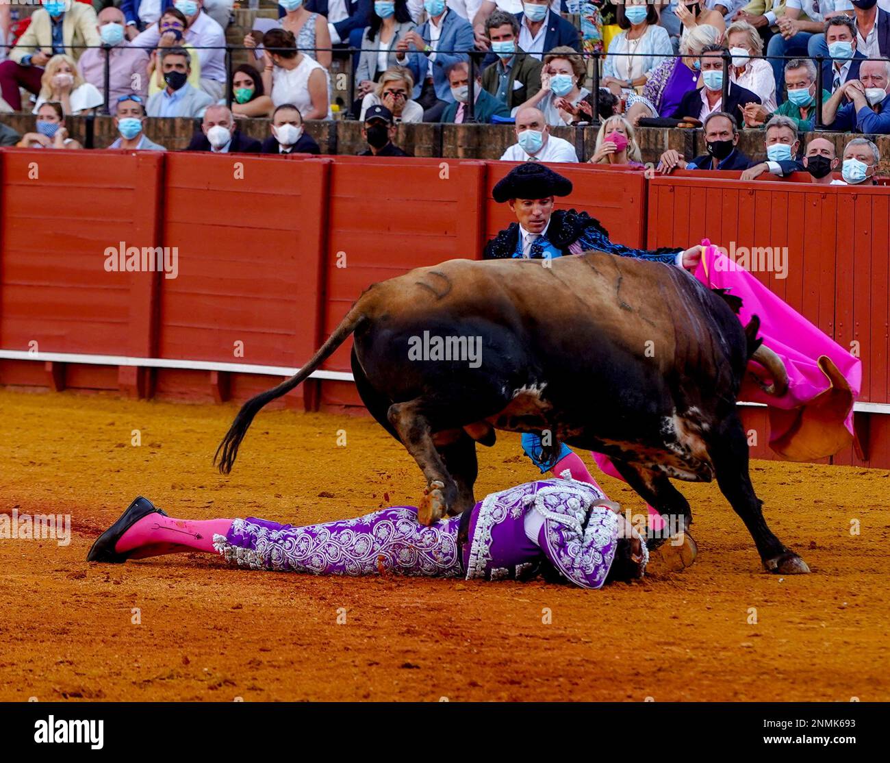 The bull runs over and steps on a banderillero in the fourth bullfight of the San Miguel bullfighting festival 2021 to September 22, 2021 in Seville (Andalusia) 22 SEPTEMBER 2021 Eduardo Briones / Europa Press 09/22/2021 (Europa Press via AP) Banque D'Images