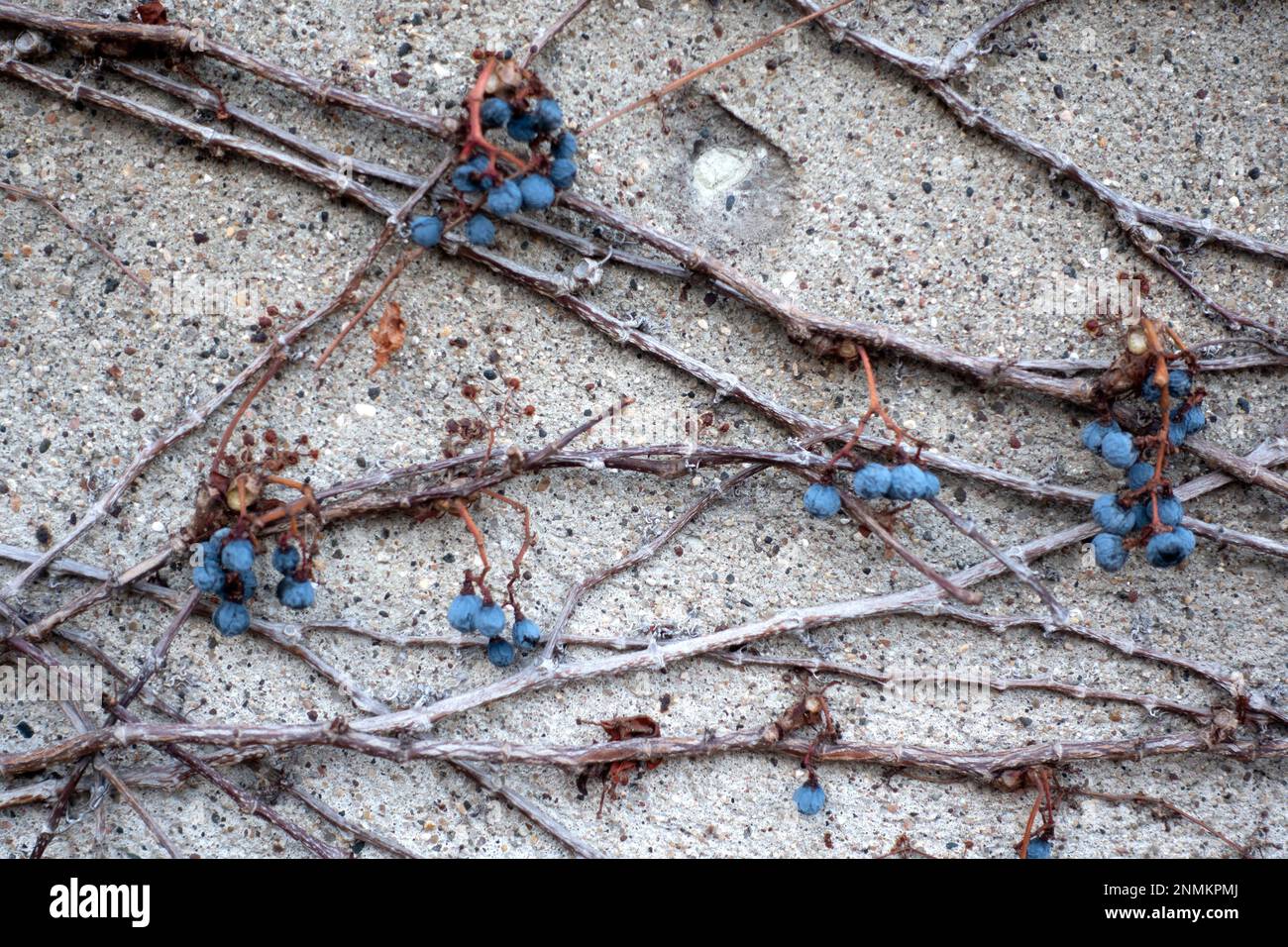 Vignes de raisin sauvage sur le mur du parking du café Dunn Brothers Loring Park. Minneapolis Minnesota MN États-Unis Banque D'Images