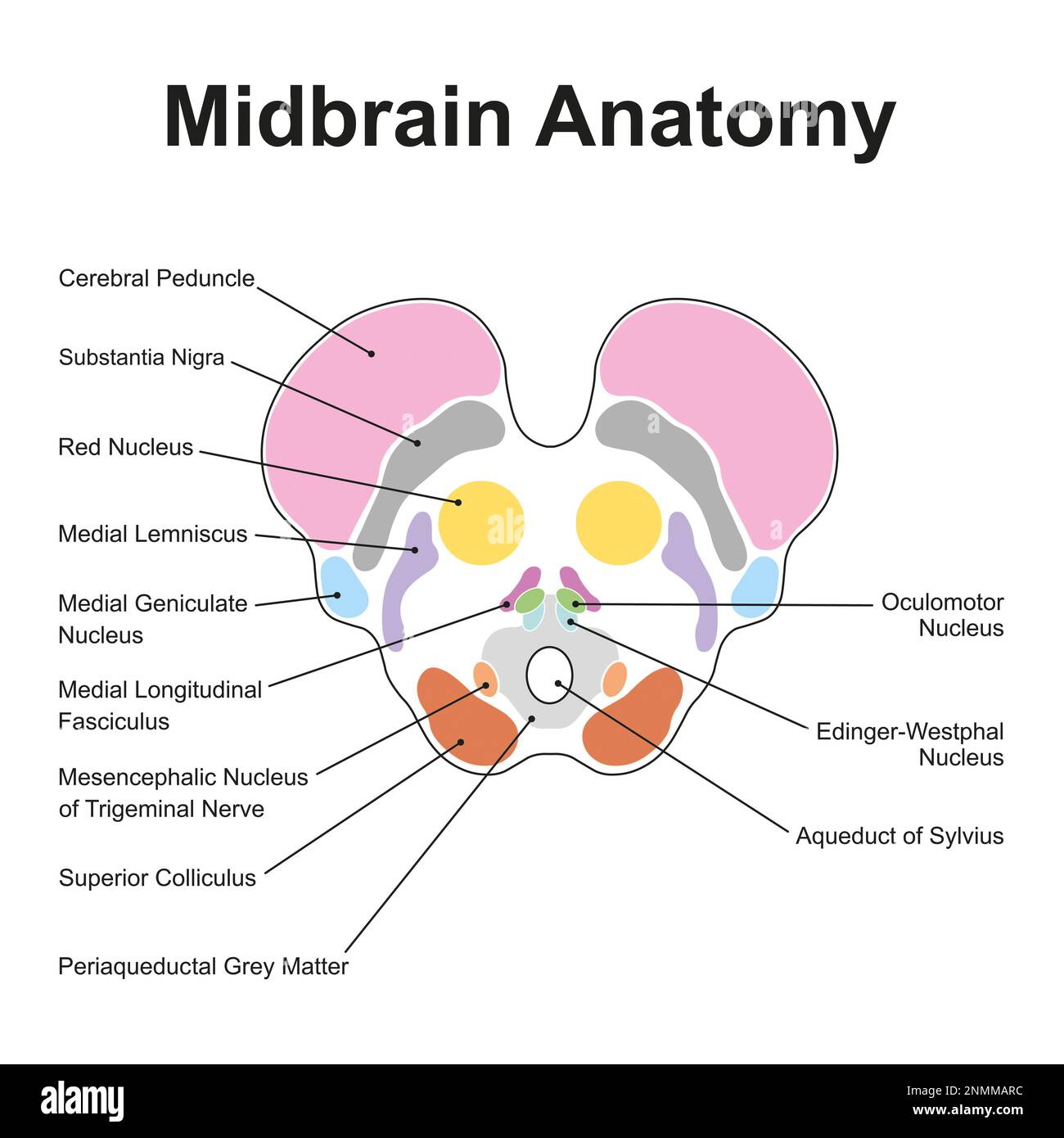 Anatomie du cerveau médian, illustration Banque D'Images