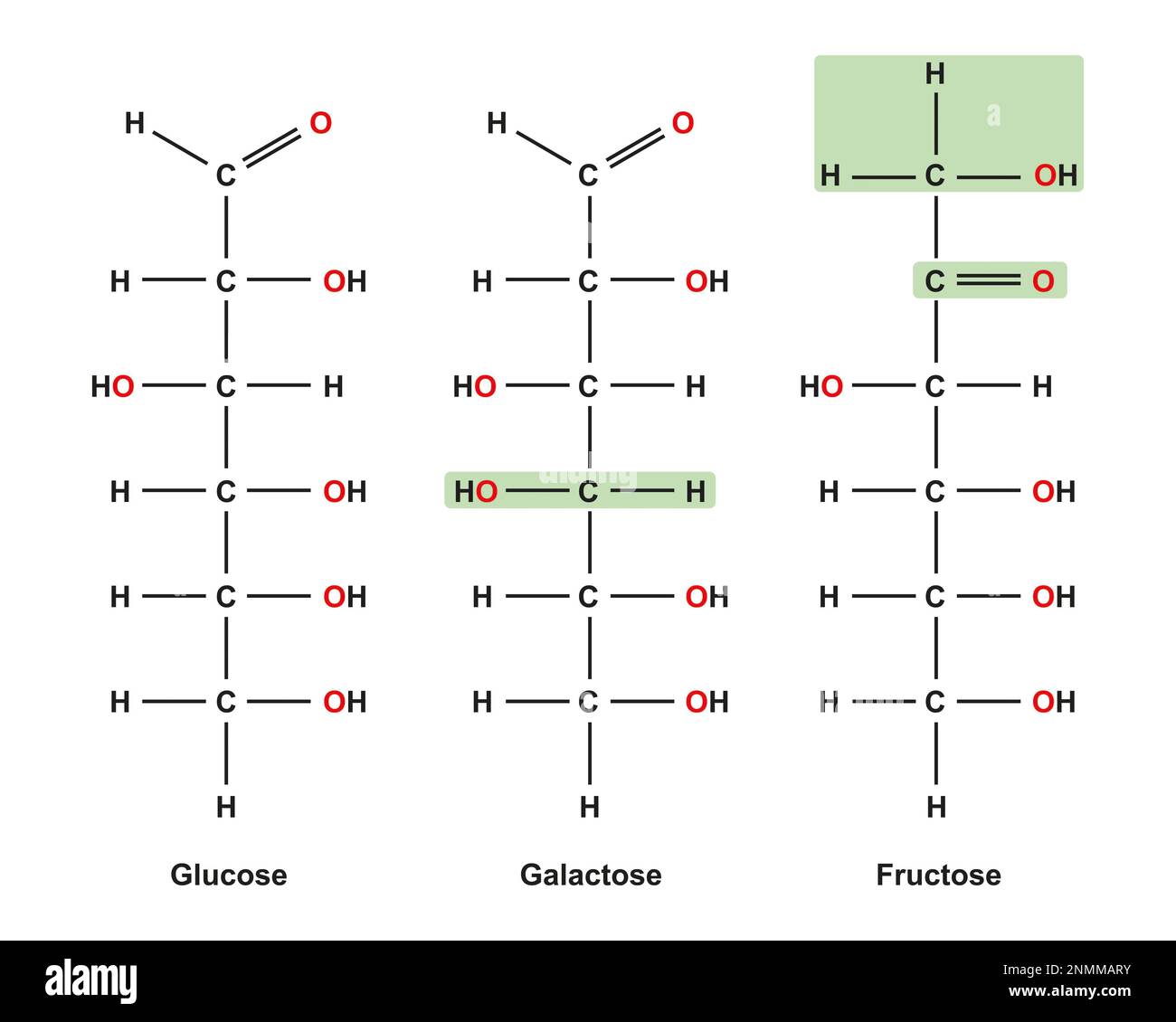 Monosaccharides, illustration Banque D'Images