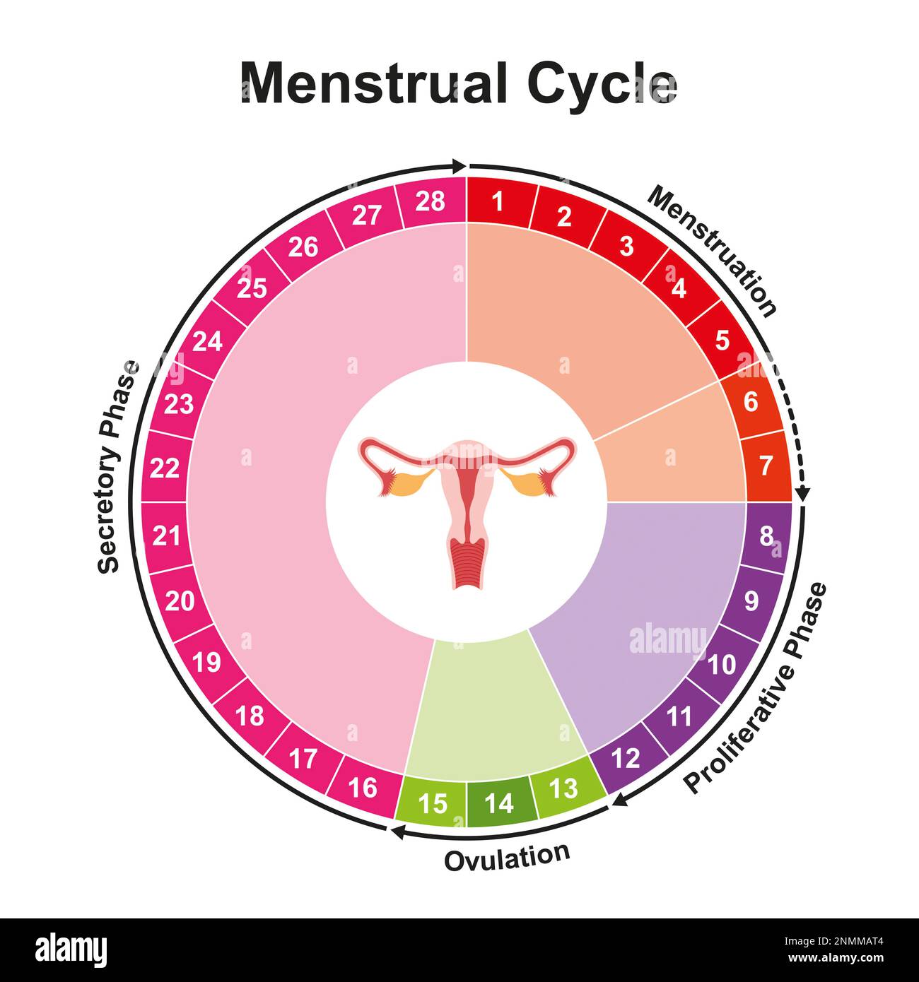 Cycle menstruel, illustration Banque D'Images
