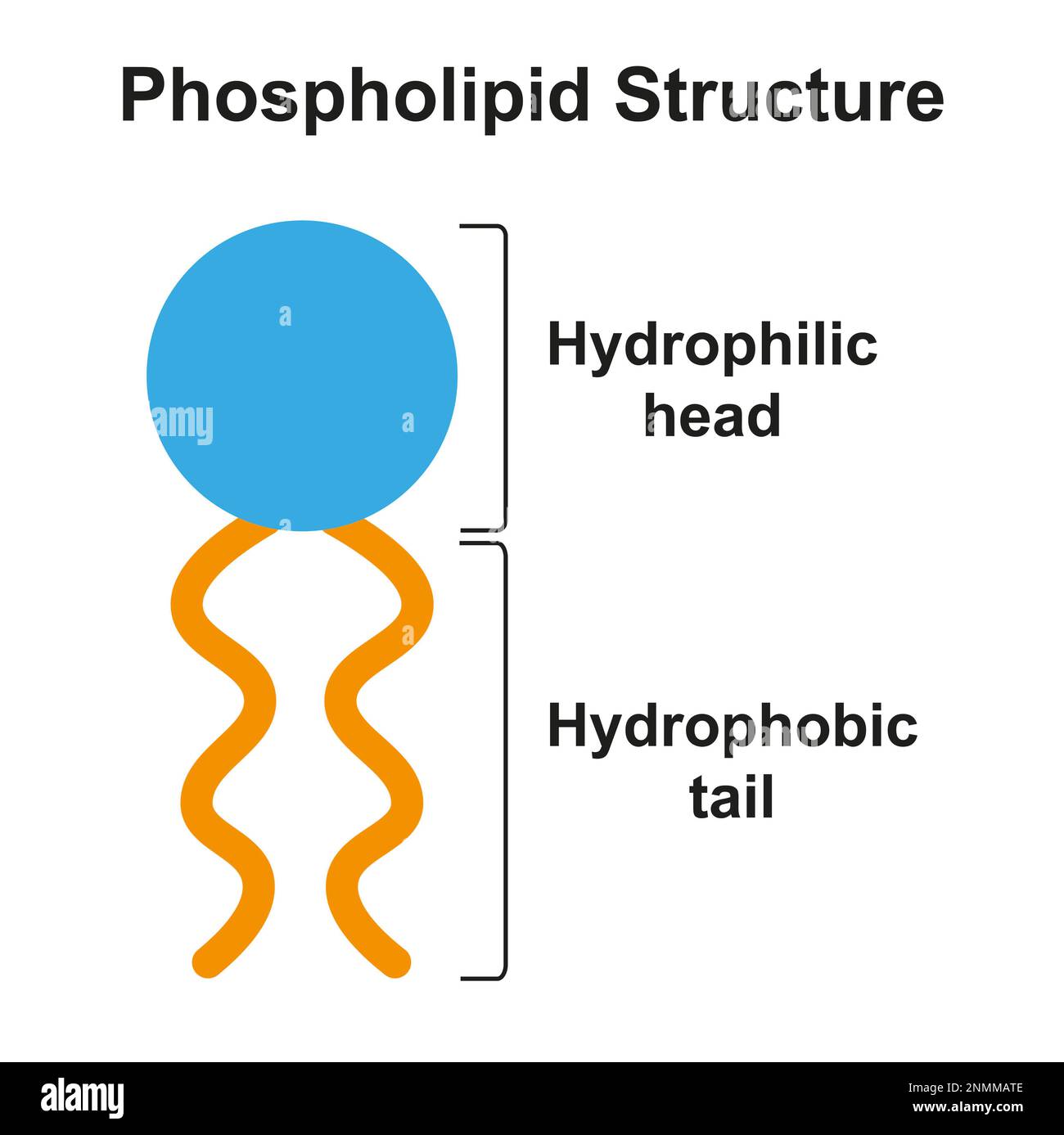 Structure des molécules de phospholipides, illustration Banque D'Images