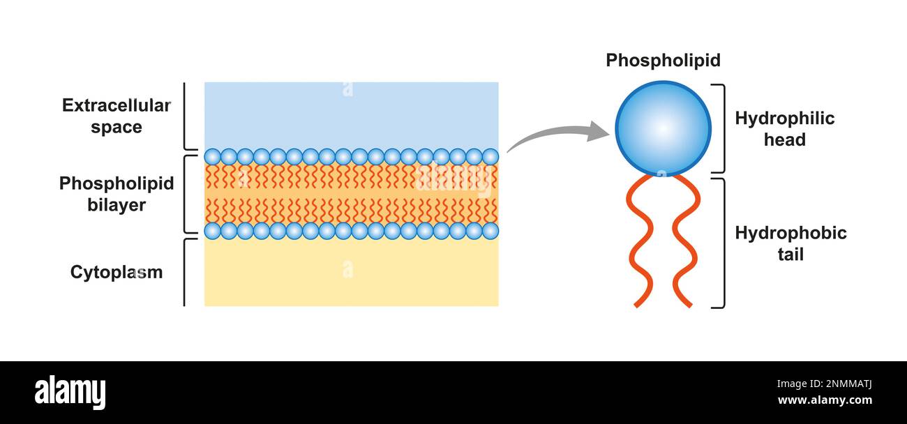 Structure de la bicouche des phospholipides, illustration Banque D'Images
