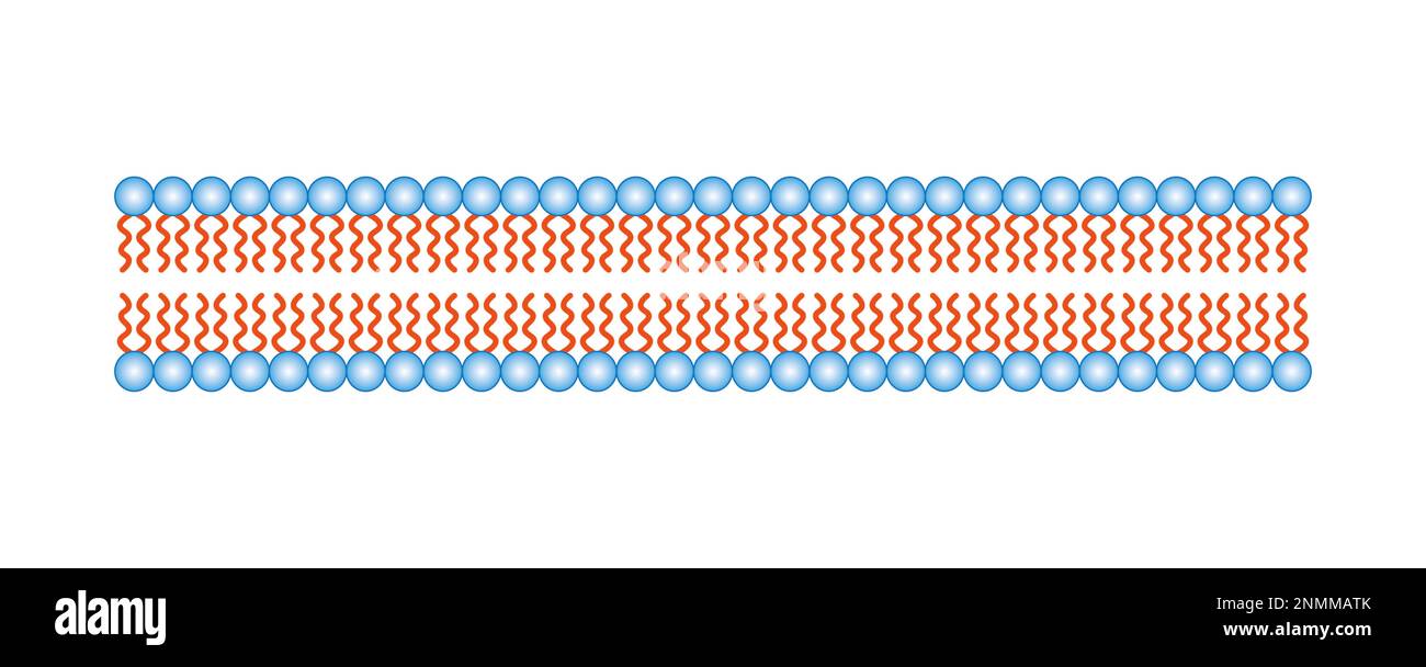 Structure de la bicouche des phospholipides, illustration Banque D'Images