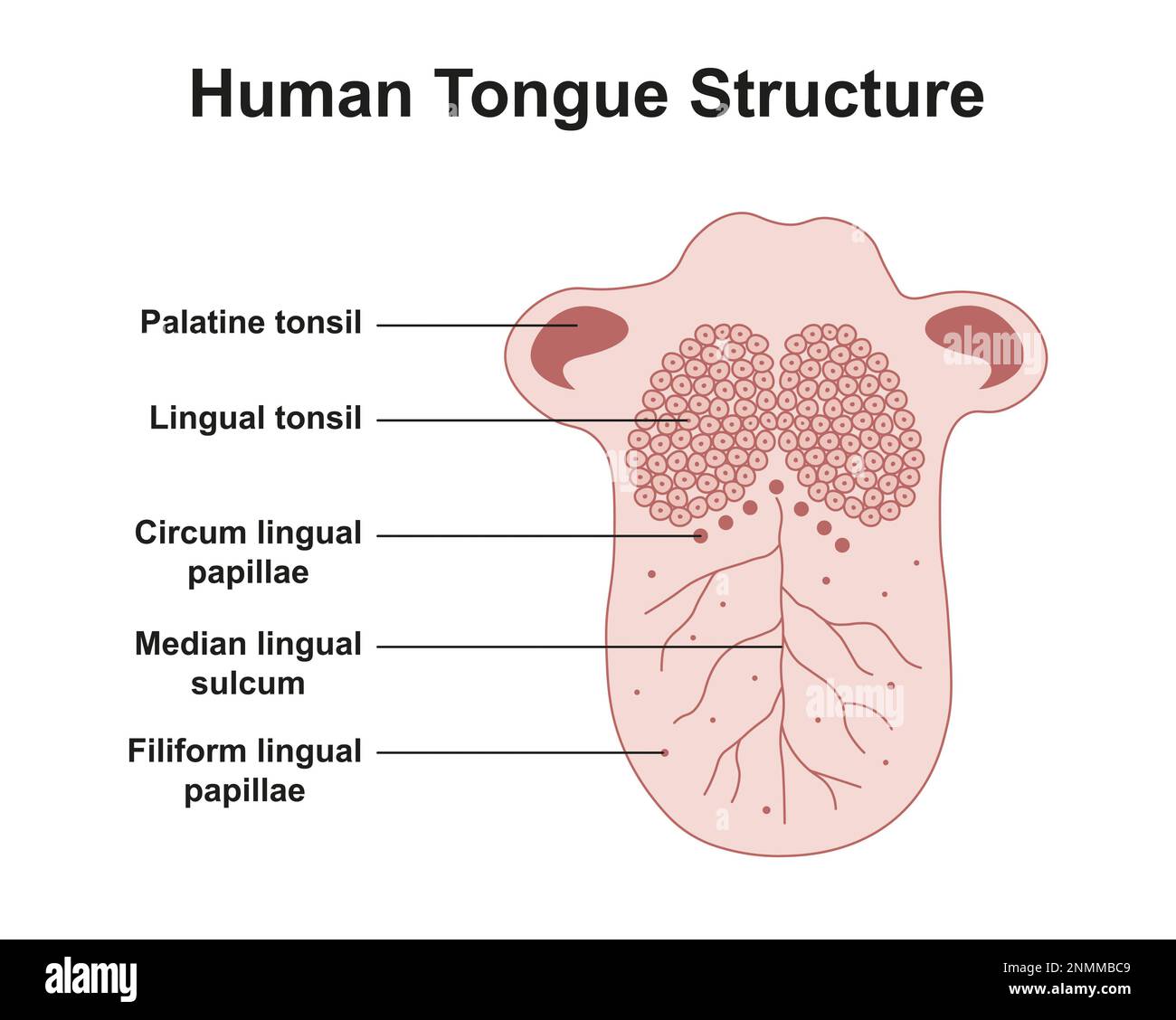 Anatomie de la langue humaine, illustration Banque D'Images