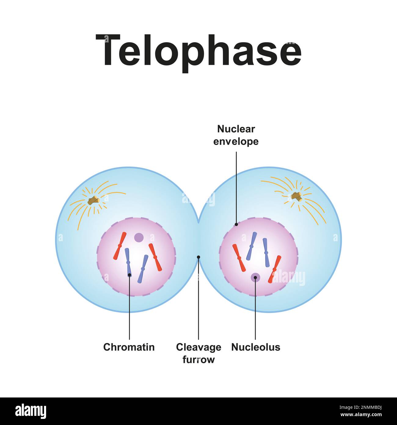 Telophase, illustration Banque D'Images