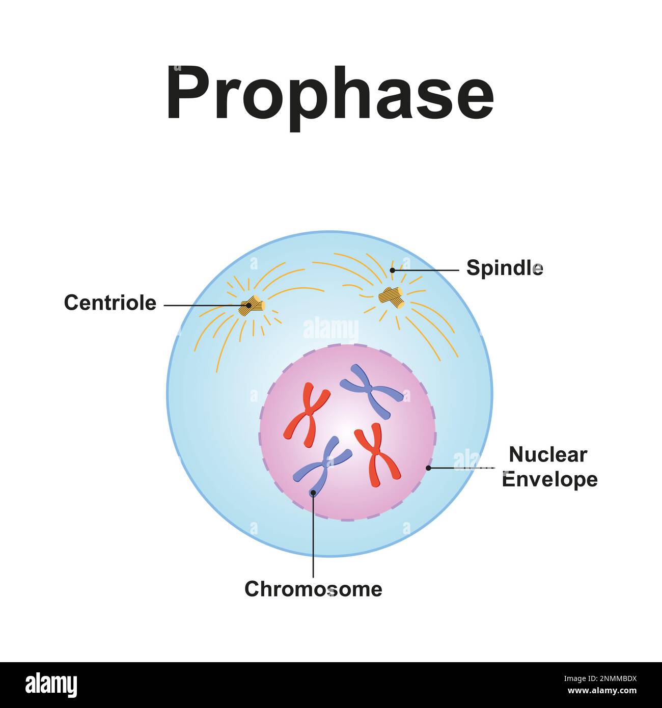 Prophase, illustration Banque D'Images