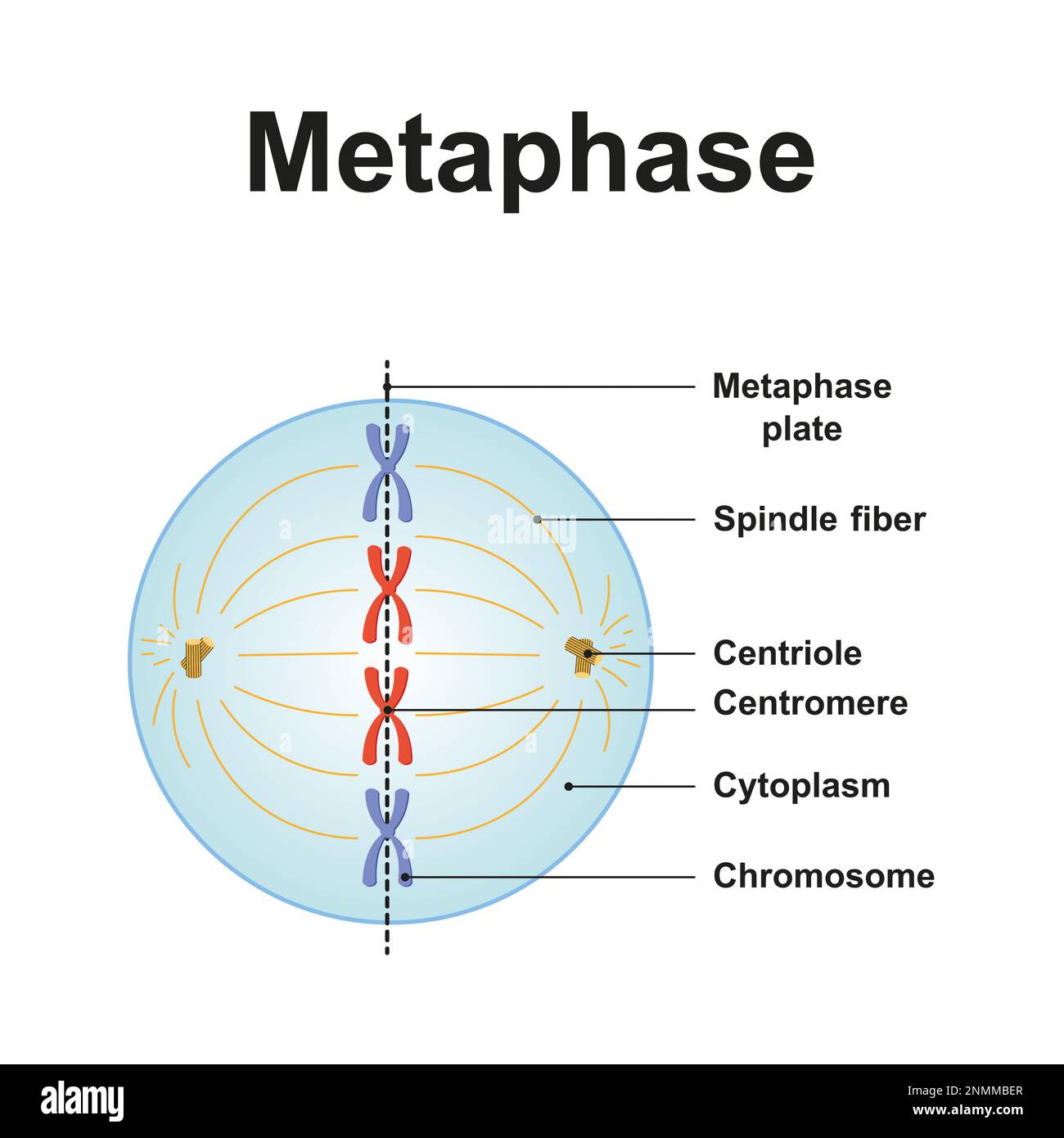 Métaphase, illustration Banque D'Images