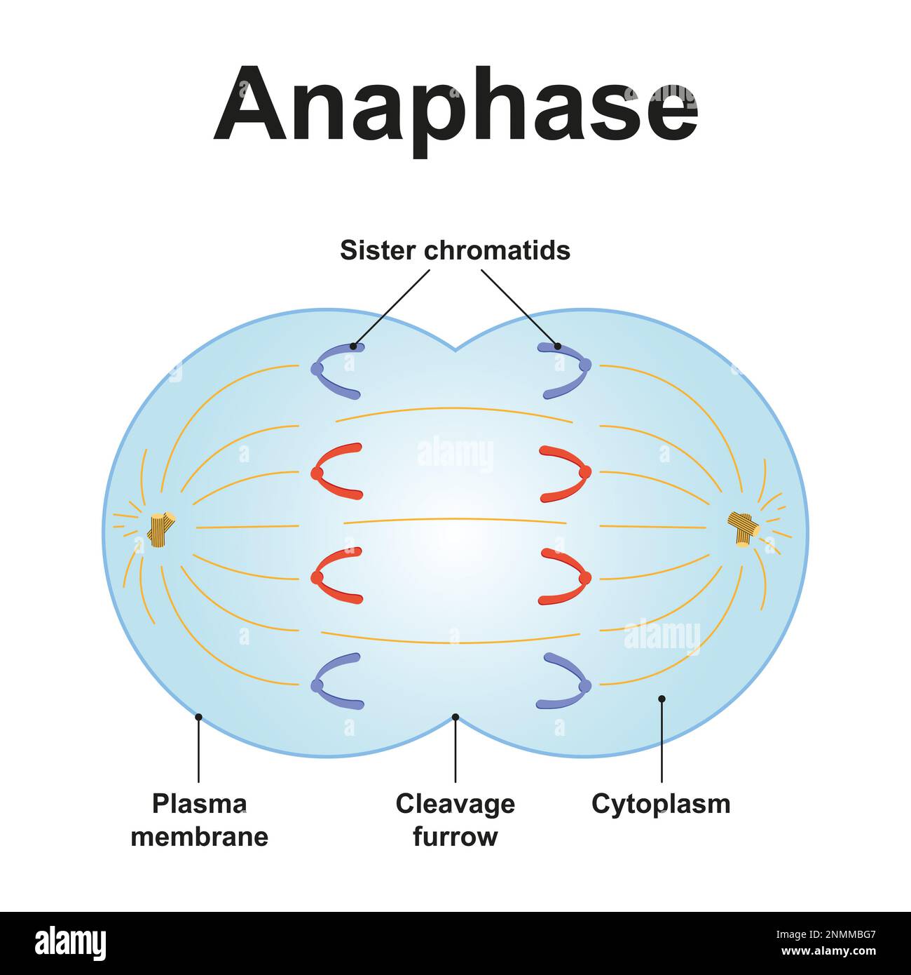 Anaphase, illustration Banque D'Images