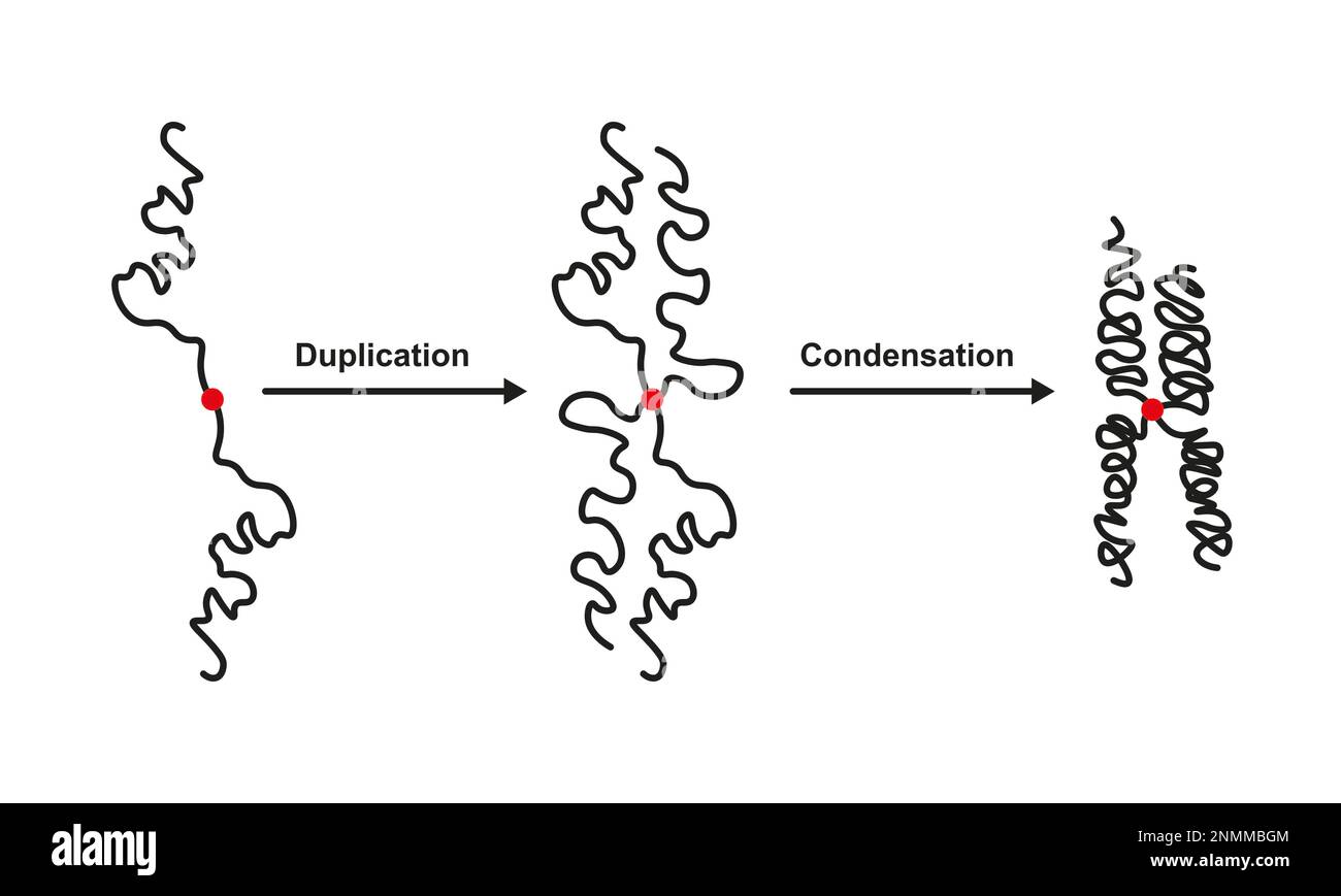 Duplication et condensation chromosomiques, illustration Banque D'Images