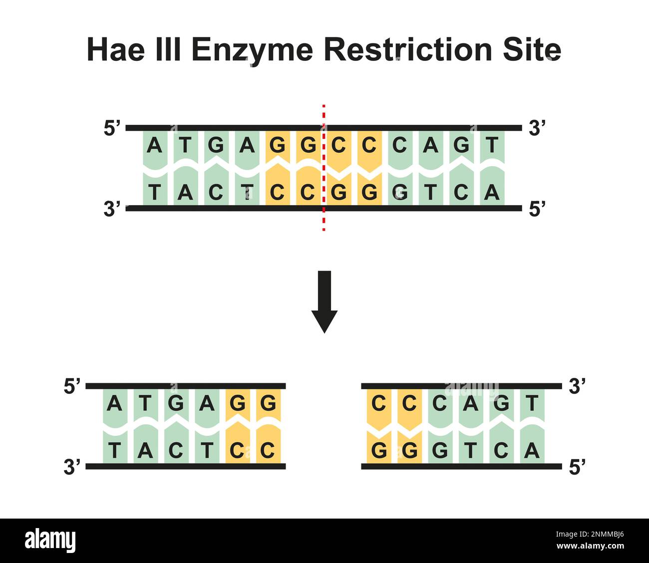 Site de restriction enzymatique HaeIII, illustration Banque D'Images